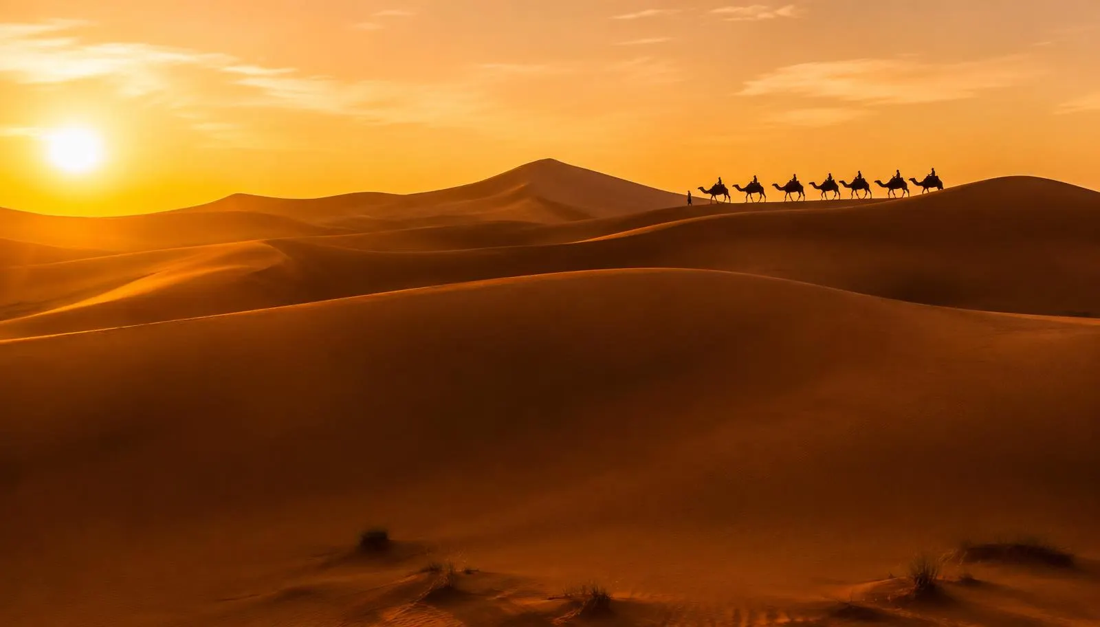 Camel caravan crossing Sahara dunes at sunset