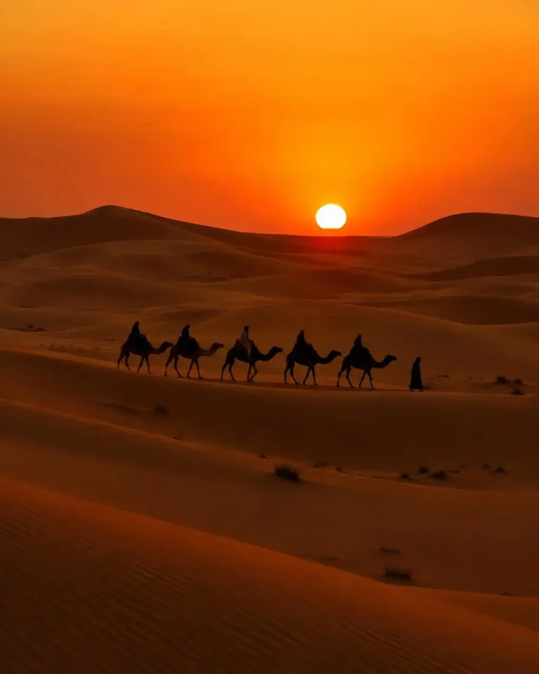 Camel caravan crossing Merzouga dunes at sunset