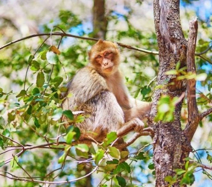 Ouzoud barbary macaque
